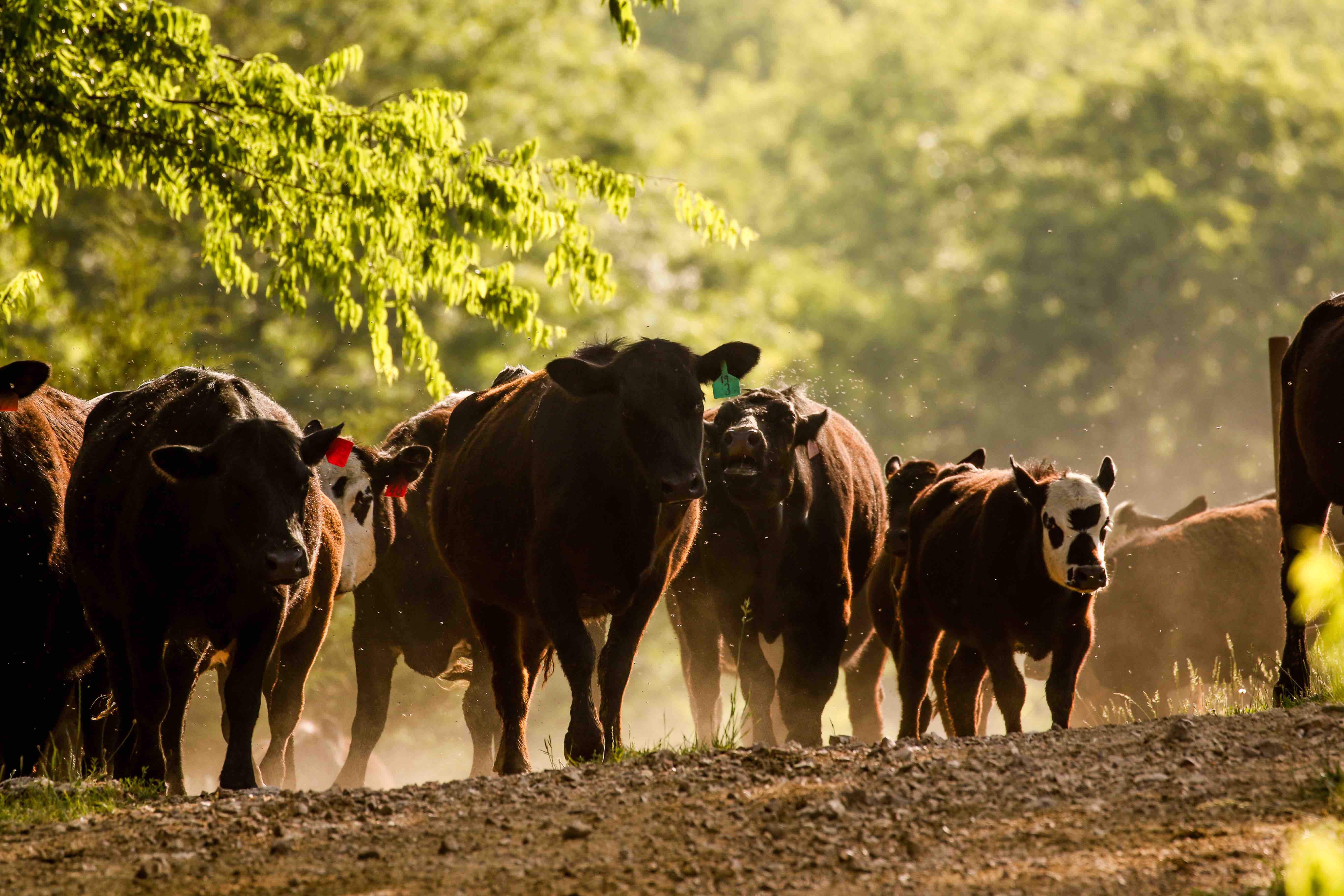 Cattle