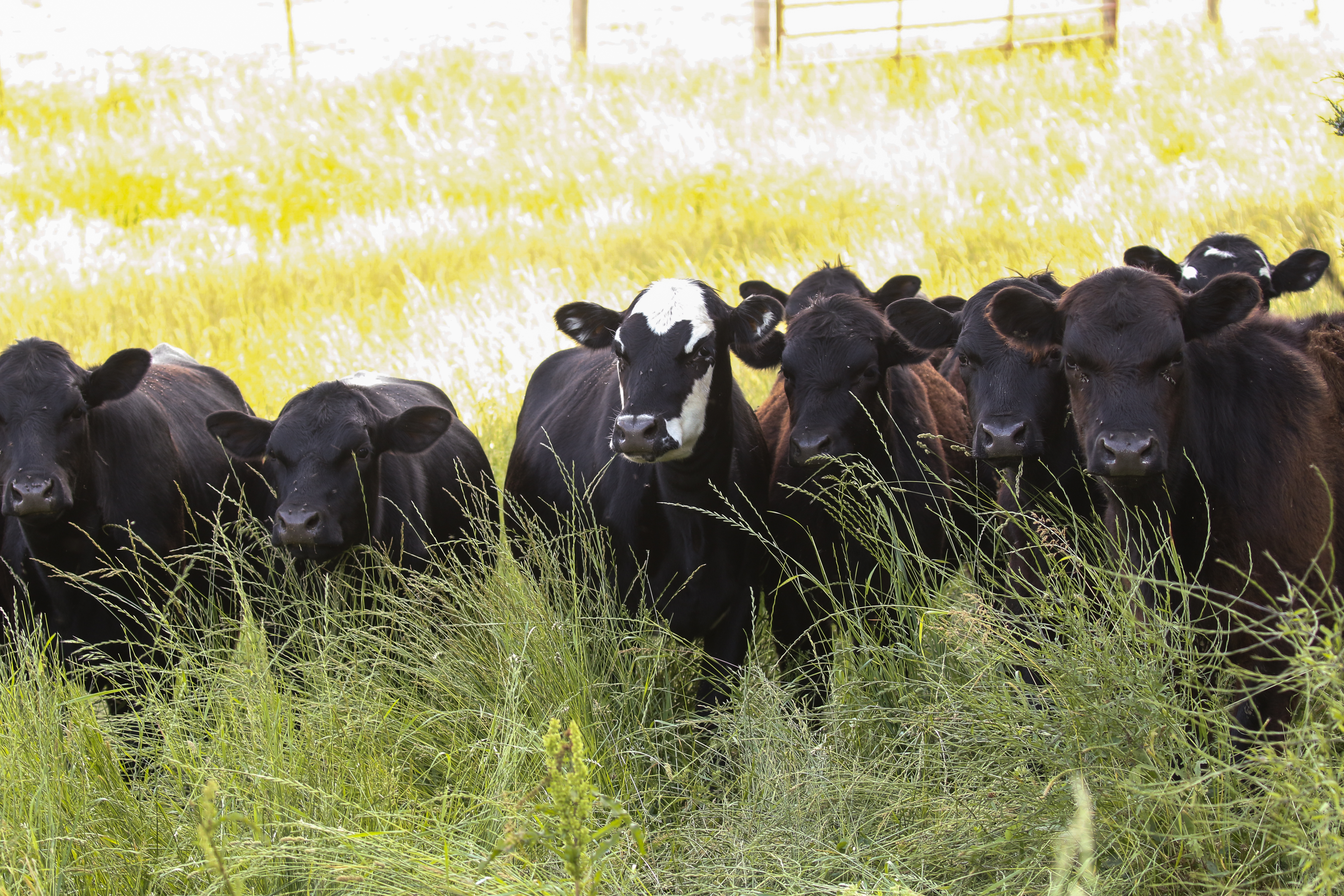 YoungCalves
